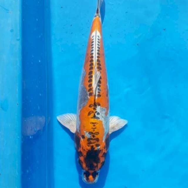 Kiko..kikuk..48cm
