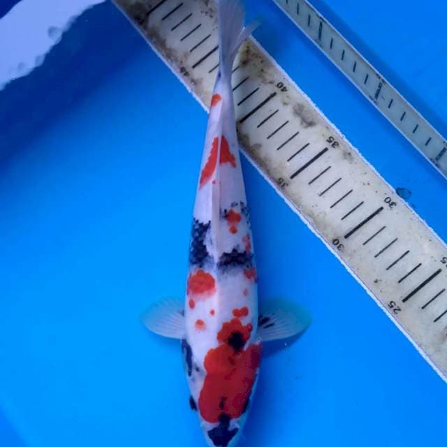 Showa 28cm