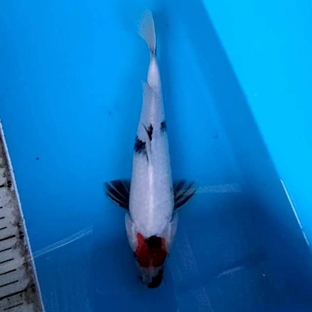 Tasho.27 cm