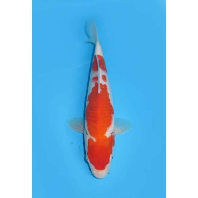 Kohaku Beni Tebal - 25cm Male