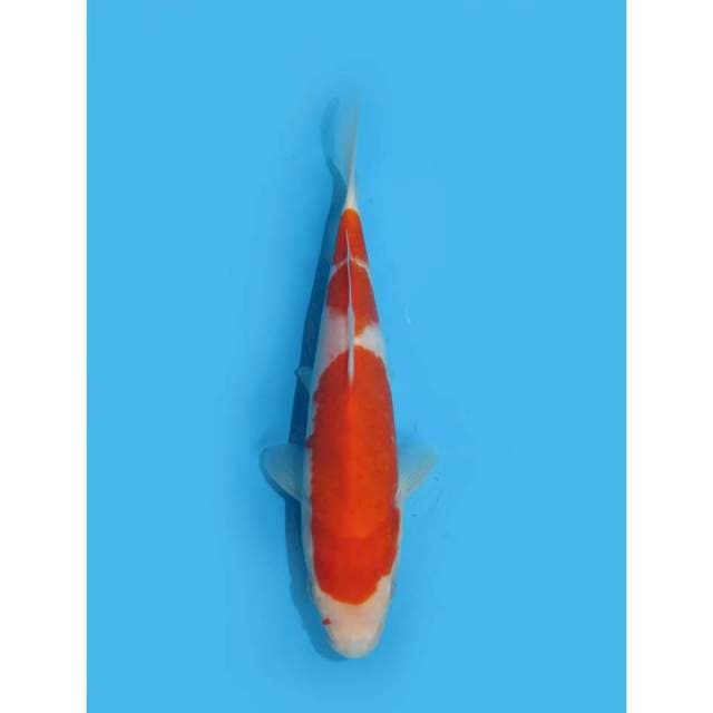 Kohaku SQ - 19cm Male