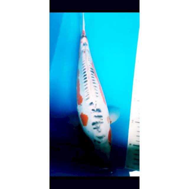 PUNUK JANTAN SZ 37