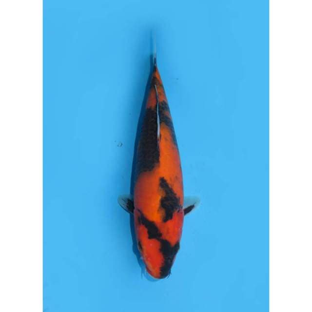 Hi Showa Petir - 28cm Female