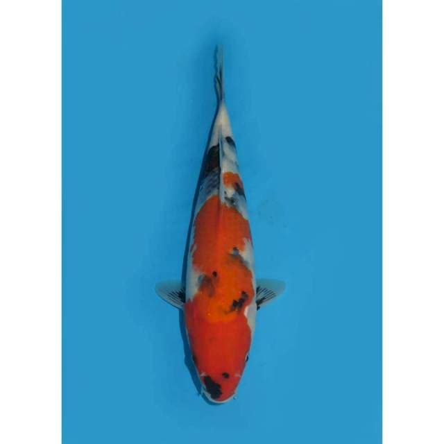 Showa Tategoi - 27cm Female