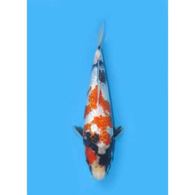 Kindai Showa Full Ginrin - 28cm Male
