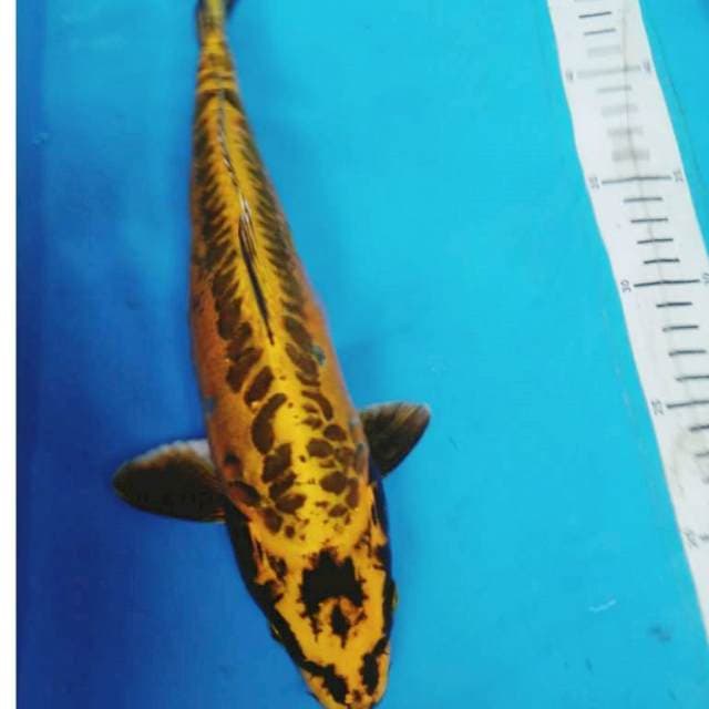 KIN KIKOKURYu 32 cm