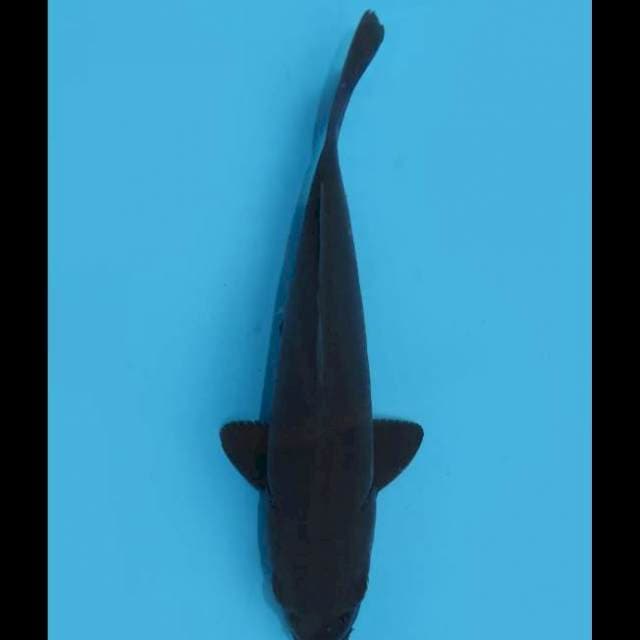 Karasugoi - 19cm Male