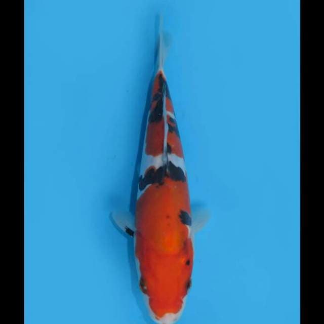 Sanke Doitsu Murni - 19cm Male