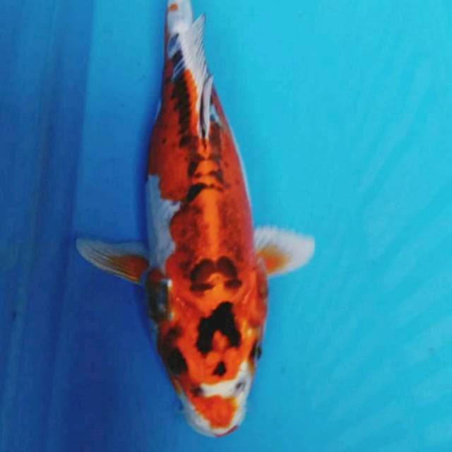 BENI KIKO 28 cm