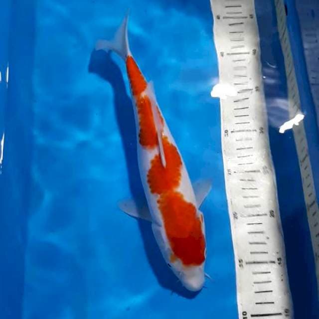 KOHAKU INAZUMA 32 CM