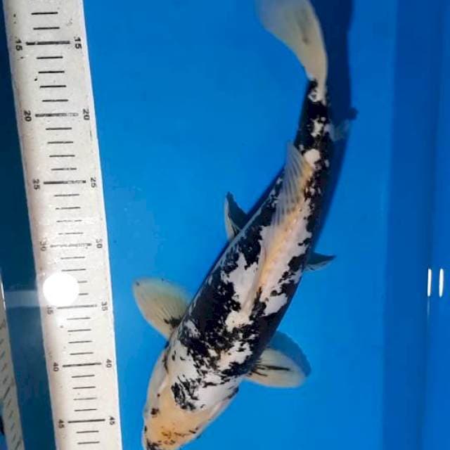 KUMONRYU 39 CM