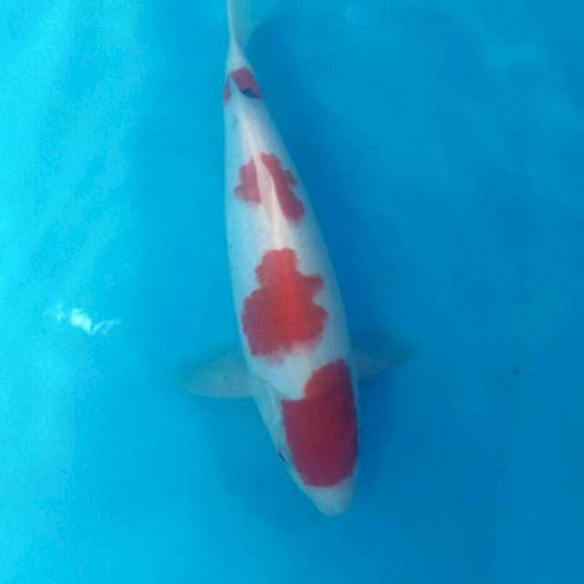 Sanke Tategoi, male 32 cm
