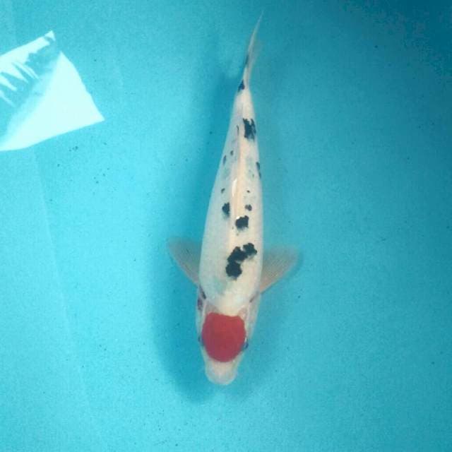 Tancho Sanke, male 29 cm