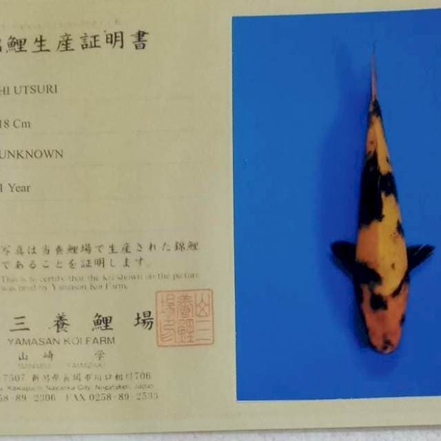 Hi utsuri tosai marusei
