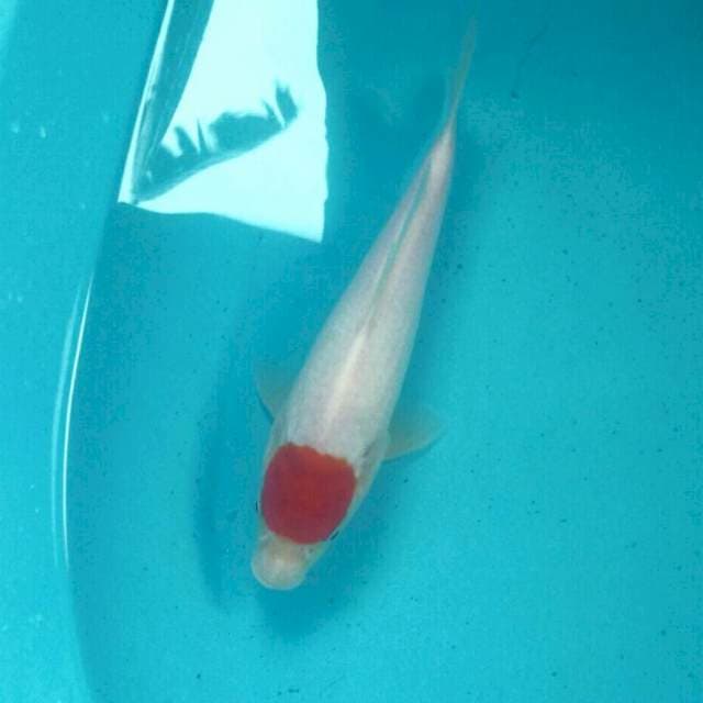 Tancho, 25 cm