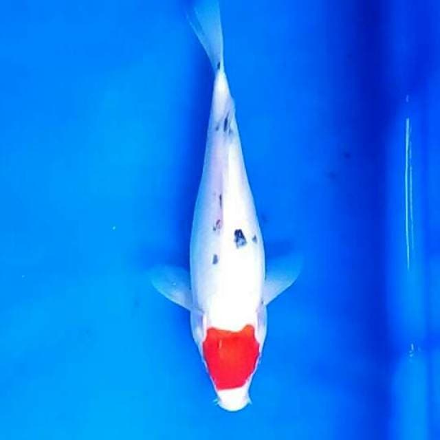 Tancho Sanke 25 cm