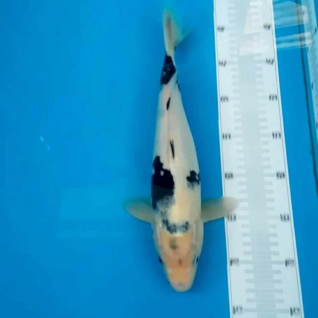 SHIRO 35CM