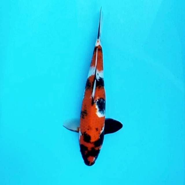 Showa Shansoku # 33cm