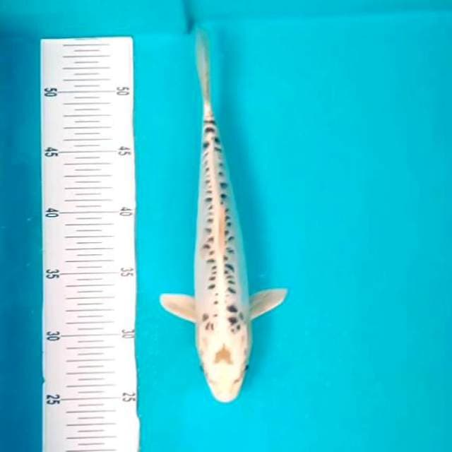 Antik # 28cm