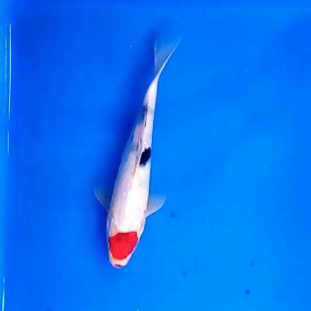 Tancho Sanke 24 cm