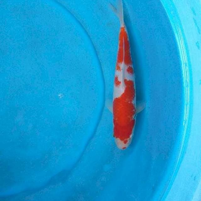 Kohaku