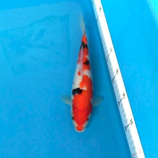 Inazuma 30 cm