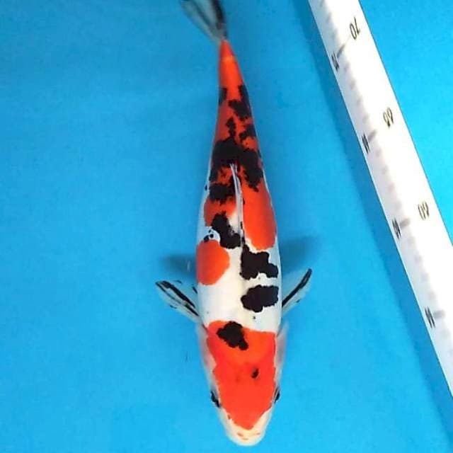 Doitsu murni 30 cm
