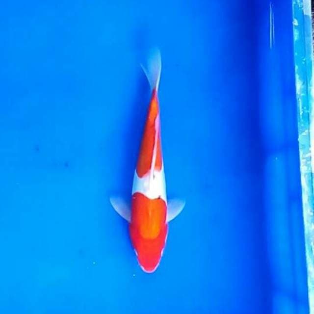 Sanke doitsu 23 cm