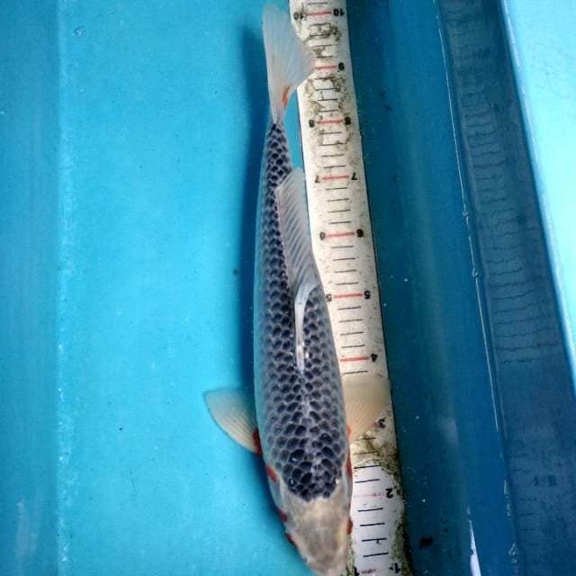 Asagi f1 40cm