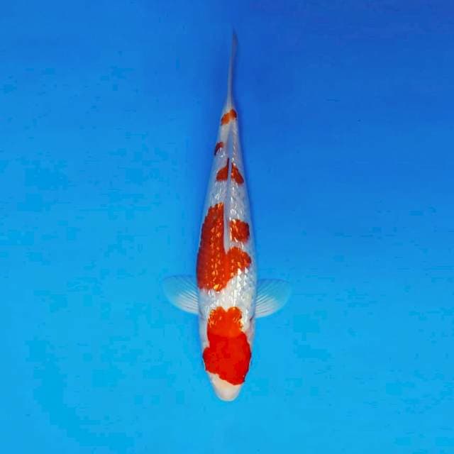 ATAKA 2 - KOHAKU GIN RIN ®