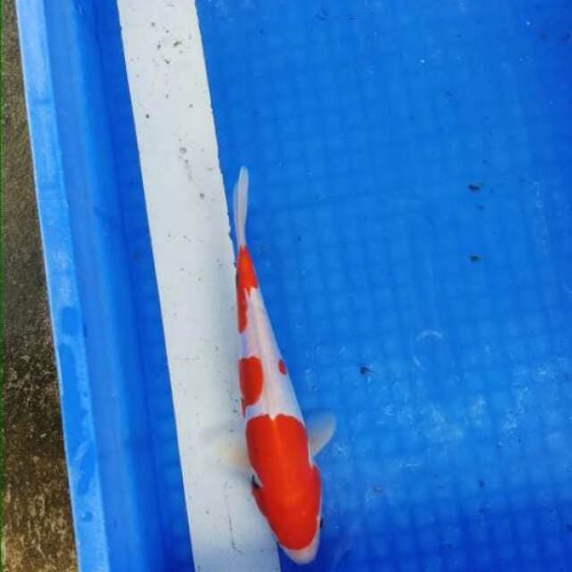 Sanke Doitsu 25 cm