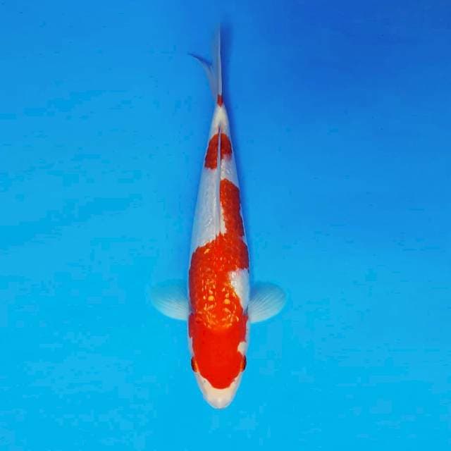 ATAKA 10 - KOHAKU GIN RIN ®