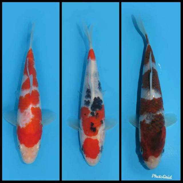 Mix 3 ekor Baby - 20bu