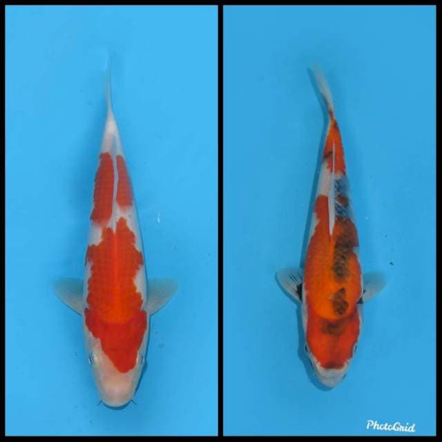Kohaku dan Showa Tategoi - 25cm +-