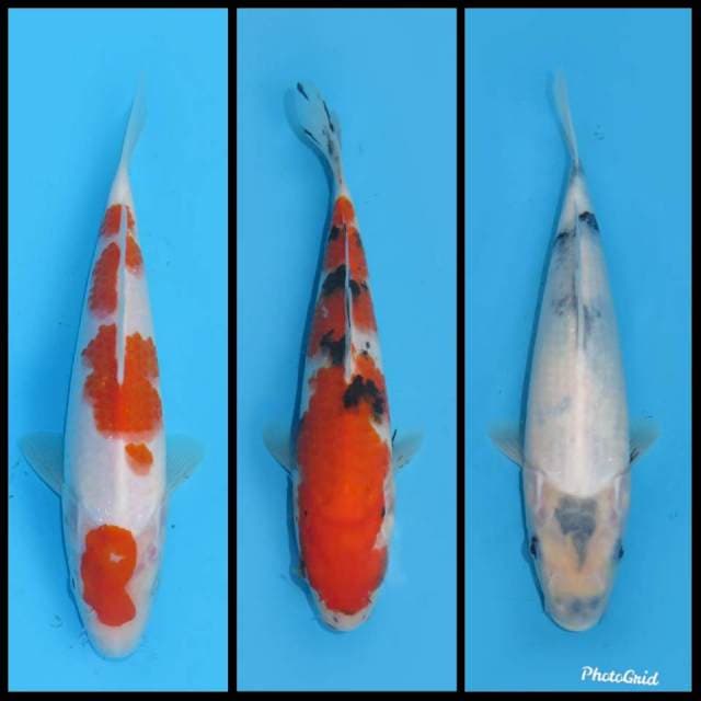 Mix Tategoi - 22-27cm