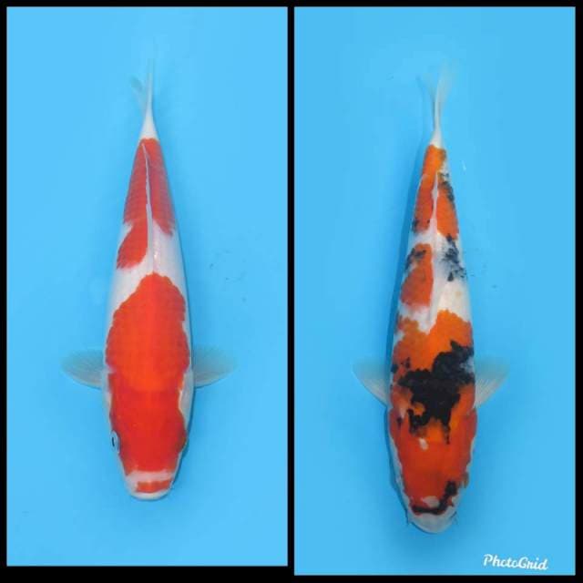 Mix Kohaku & Showa - 25&27cm