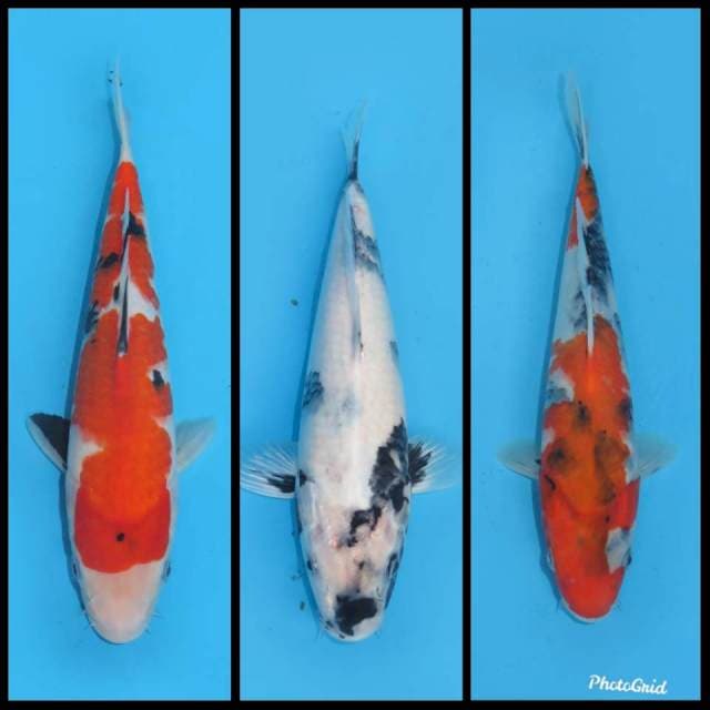 Mix 3 ekor - 25-30cm