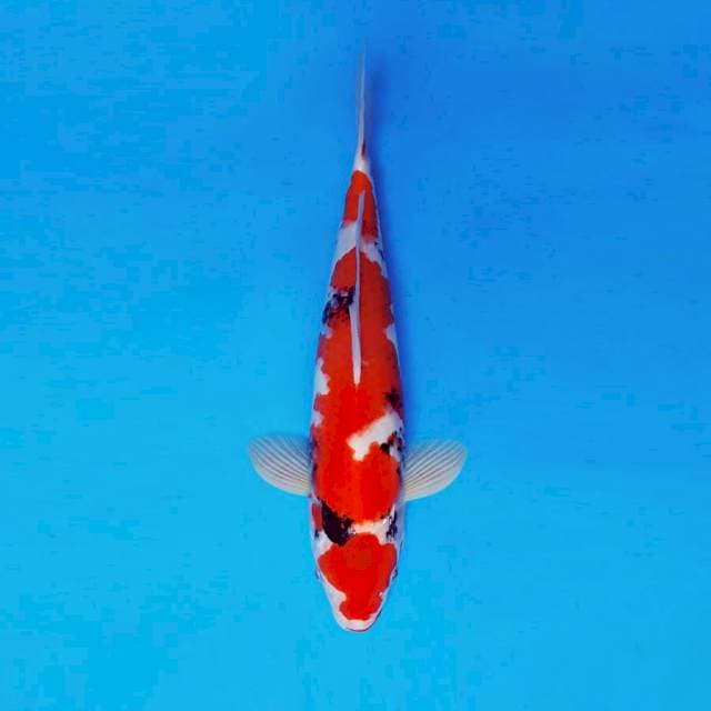 ATAKA 15 - SHOWA EVOLUTION ®