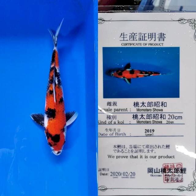 Showa import momotaro