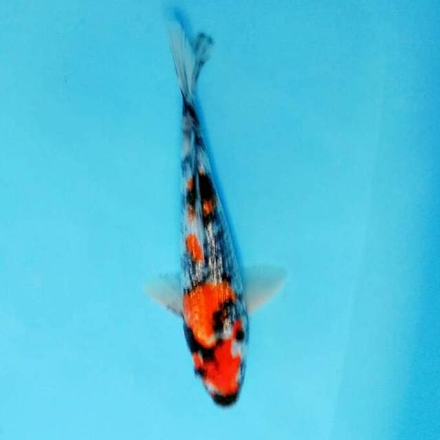Showa ginrin 29 cm