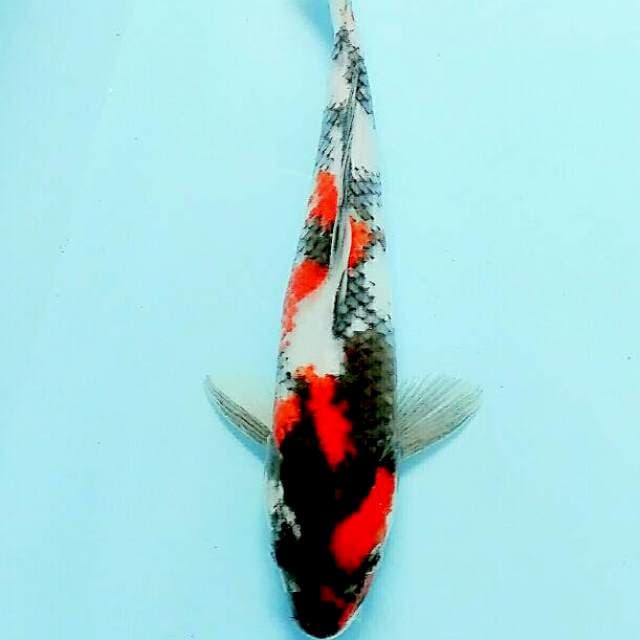 Showa 29 cm