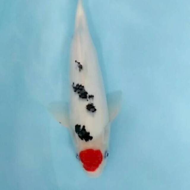 Tanco 29 cm