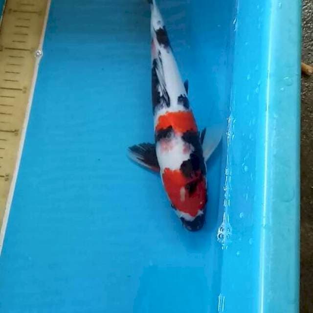 Showa 35 cm
