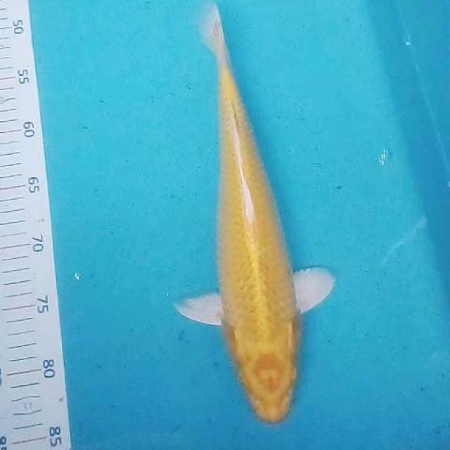 Yamabuki 35 bu