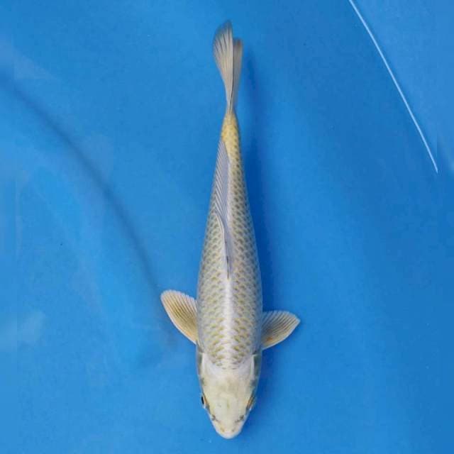 Okawa Mukashi Ogon
