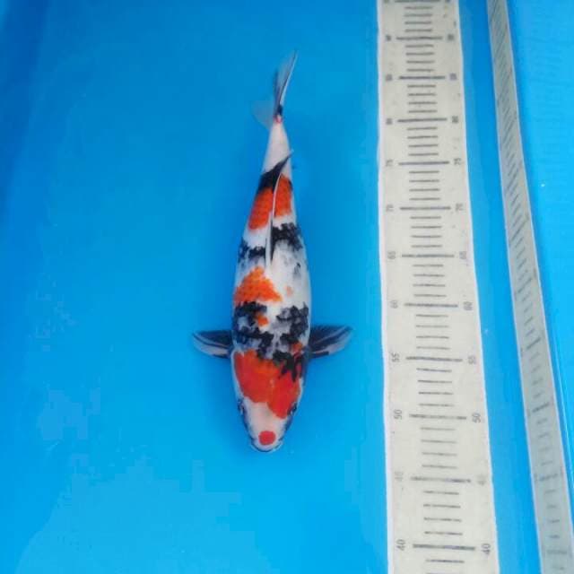 Showa female size 36 cm
