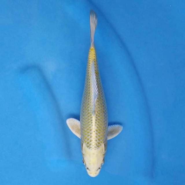Okawa Mukashi Ogon