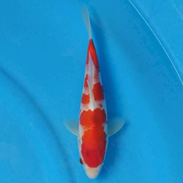 Okawa Kohaku