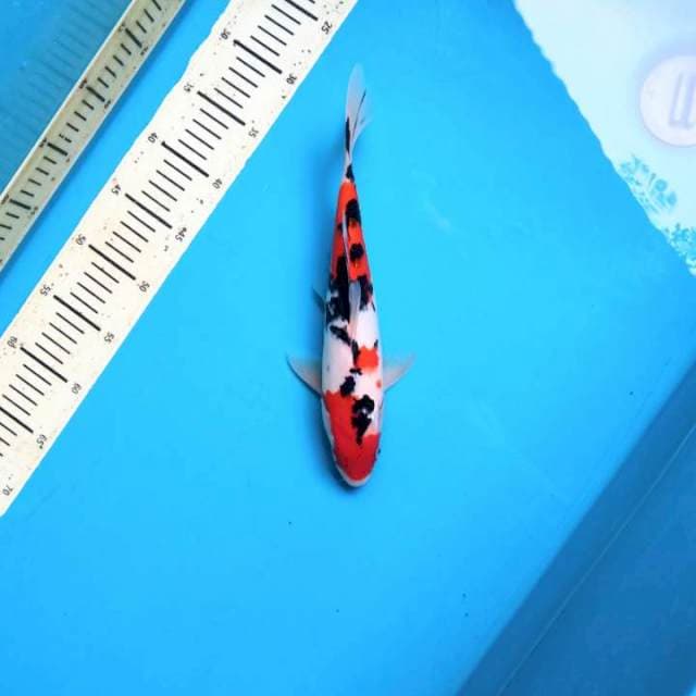 Taisho sanke 31cm Male