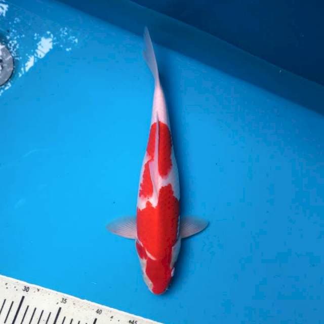 Stranged Kohaku 35cm Female